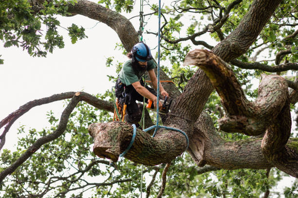 Best Tree Maintenance Programs  in Sultana, CA