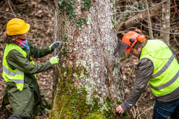  Sultana, CA Tree Care Pros