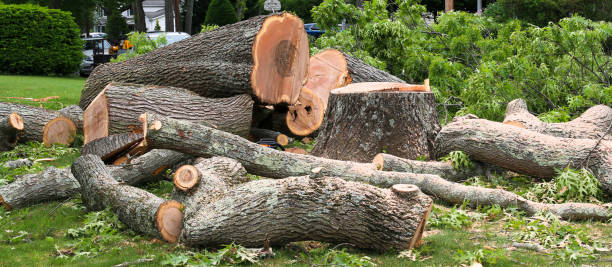 Best Tree Removal  in Sultana, CA