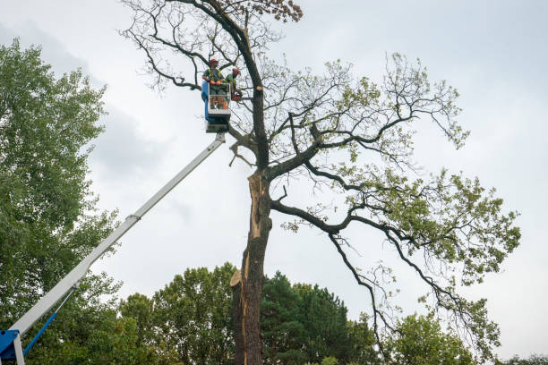 Best Fruit Tree Pruning  in Sultana, CA