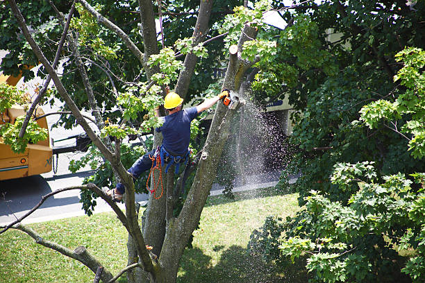 Mulching Services in Sultana, CA