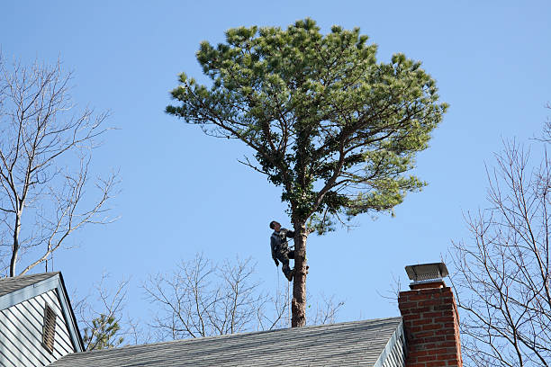 Best Hedge Trimming  in Sultana, CA