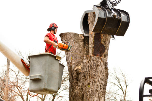 How Our Tree Care Process Works  in  Sultana, CA